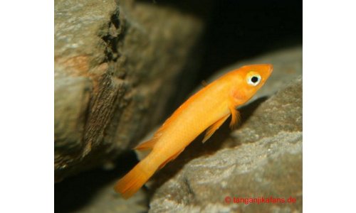 Neolamprologus leleupi